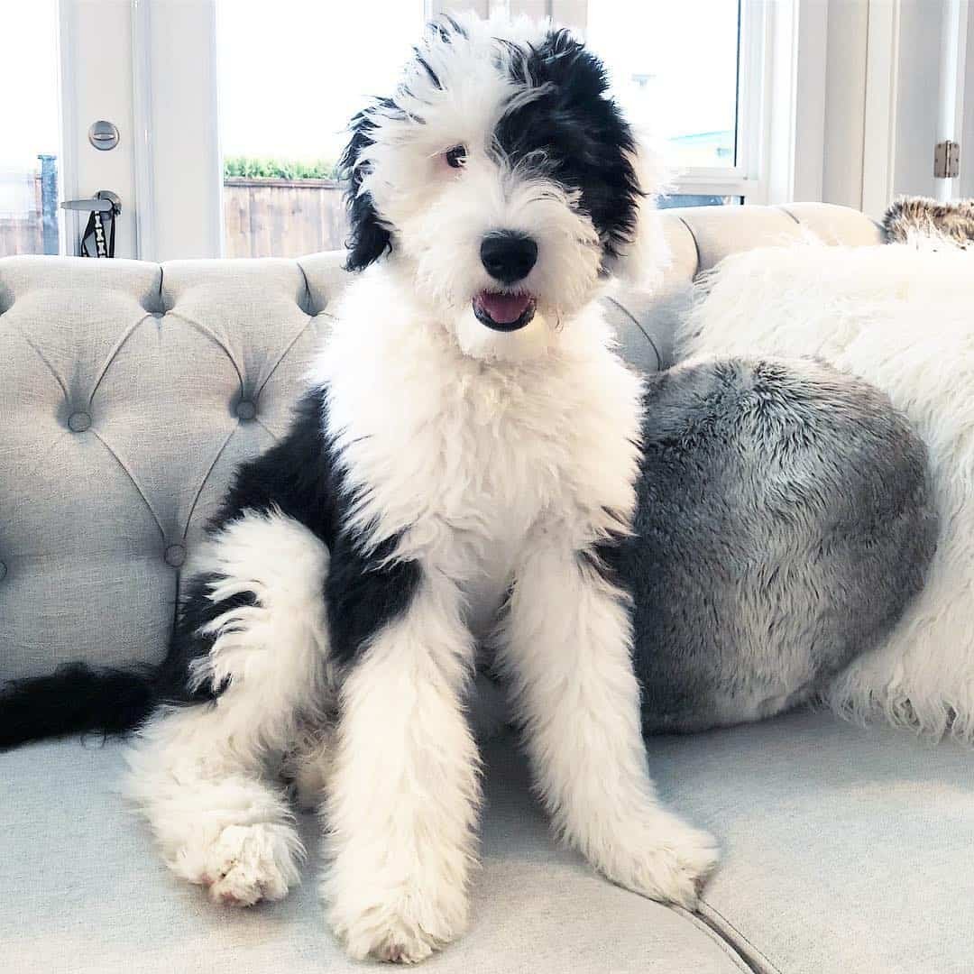 Mini Sheepadoodle Pictures